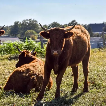 Σπίτι διακοπών In Auvergne With Roofed Garden And Terrace