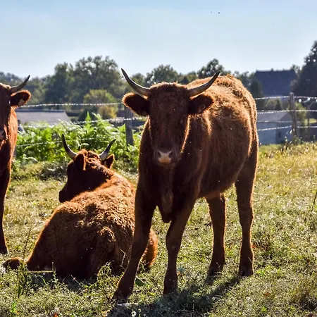 Σπίτι διακοπών In Auvergne With Roofed Garden And Terrace *